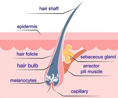 髪の毛の構造