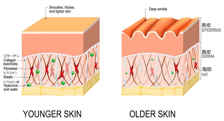 肌の構造
