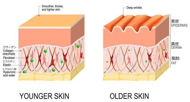 肌の構造