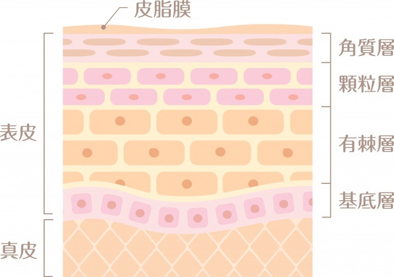 表皮と真皮の構造