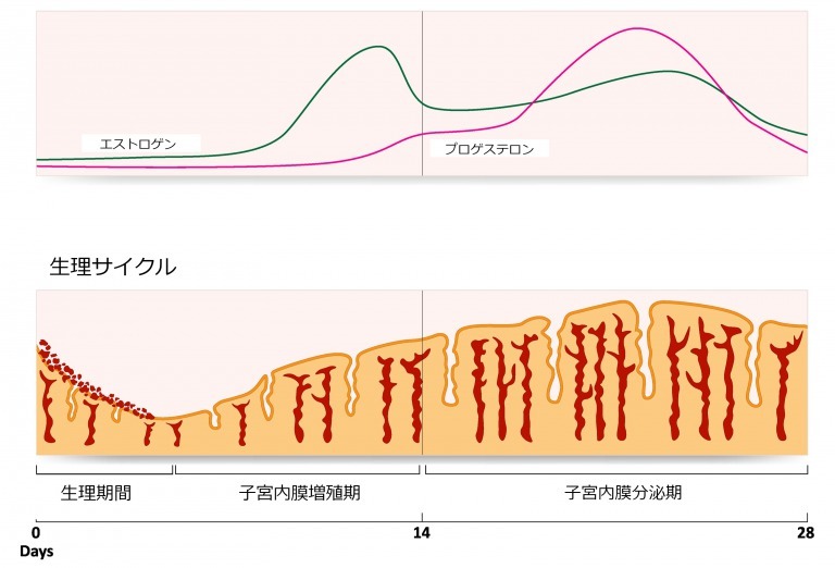 生理周期の女性ホルモンの分泌量