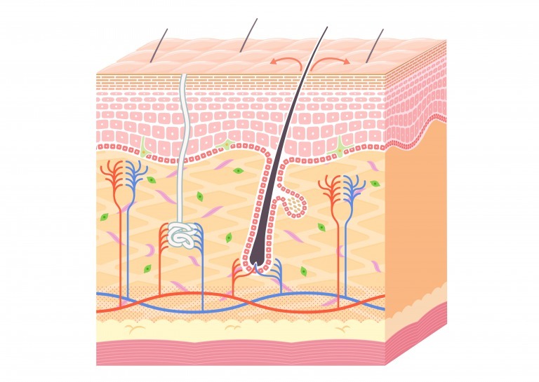 毛穴と皮脂