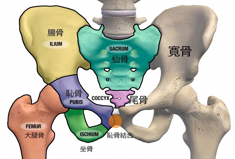 骨盤の各名称