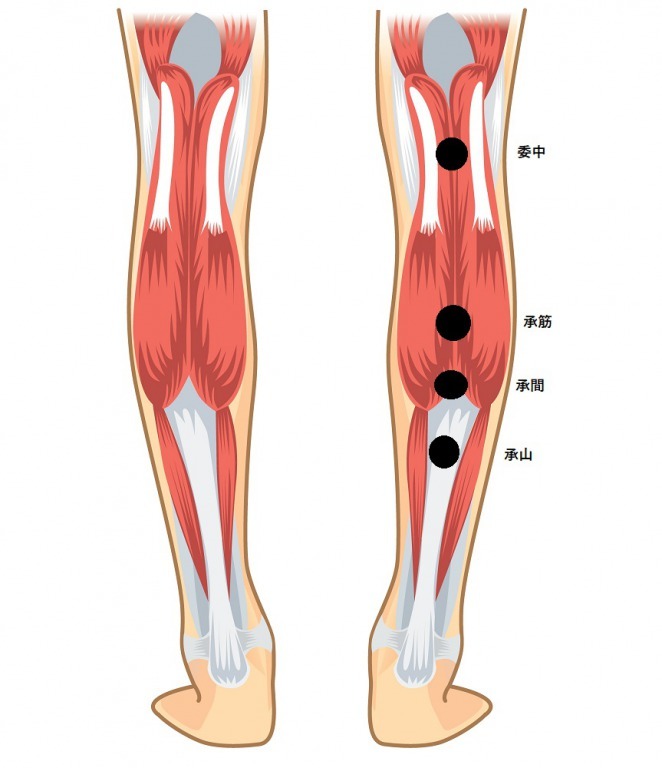 ふくらはぎのツボ