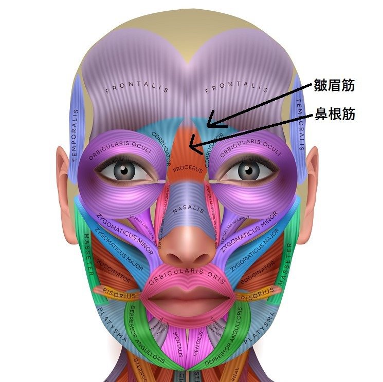 皺眉筋と鼻根筋