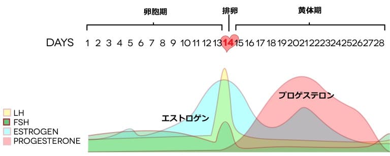 エストロゲンとプロゲステロンの分泌量の変化