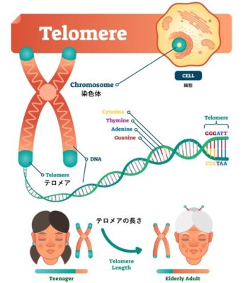 teromea（テロメア）