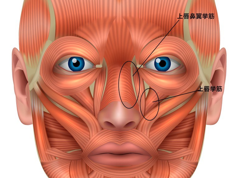 上唇挙筋と上唇鼻翼挙筋