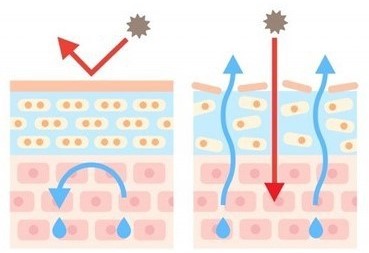 皮膚のバリア機能