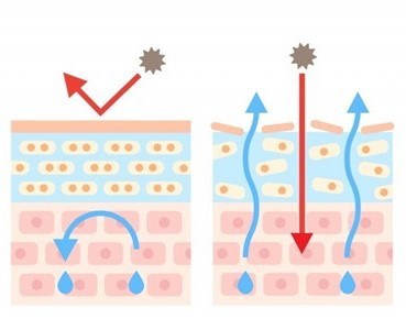 皮膚のバリア機能