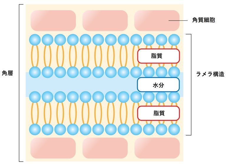 肌のラメラ構造