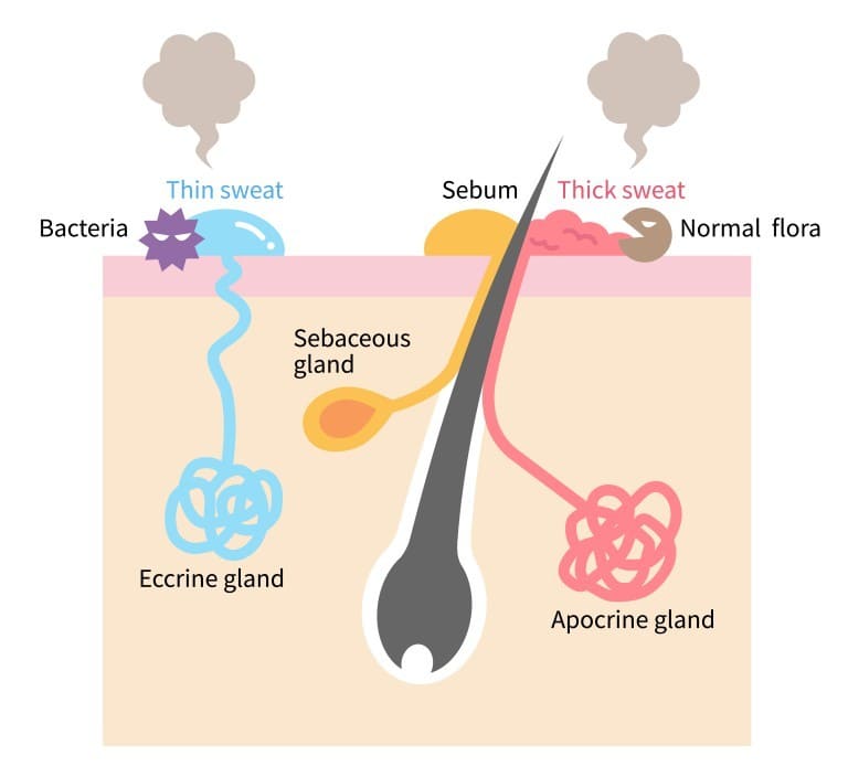 汗の臭いの仕組み