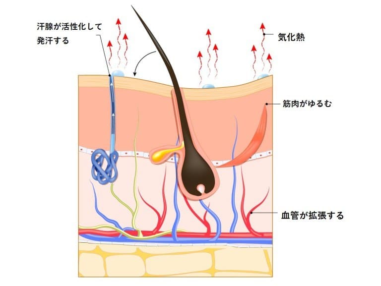 汗の働きの仕組み