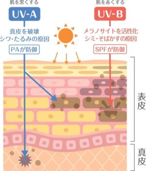 UVAとUVBの肌への影響