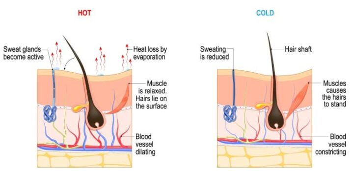 温度変化による毛細血管の拡張と収縮