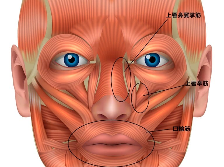 上唇挙筋、上唇鼻翼挙筋、口輪筋