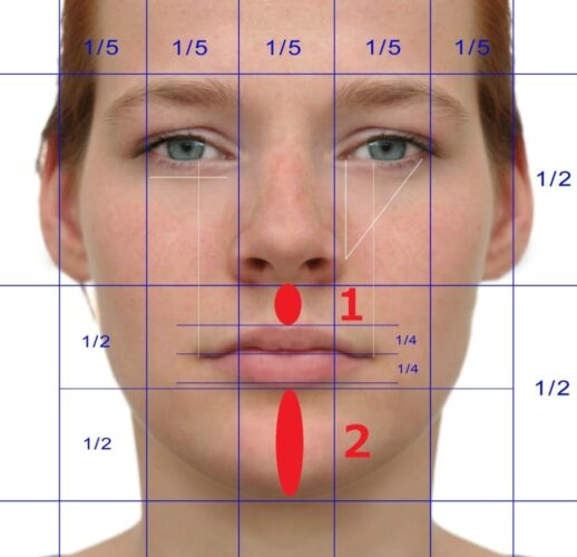 美人顔の黄金比